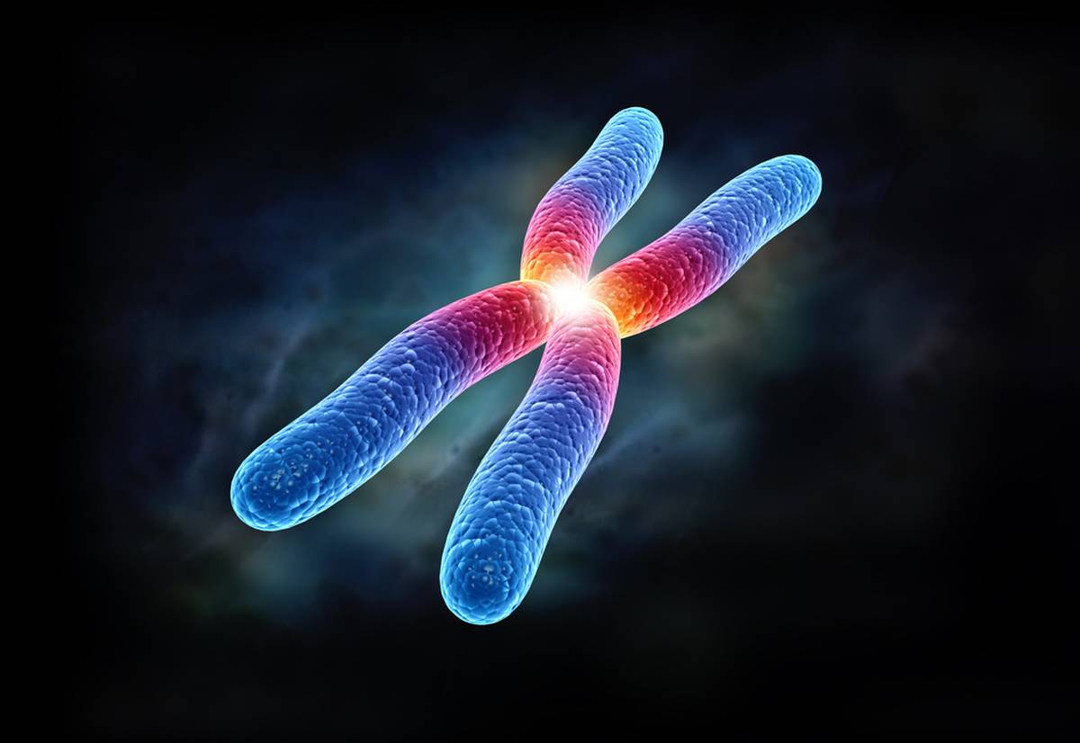 иллюстрация хромосомы